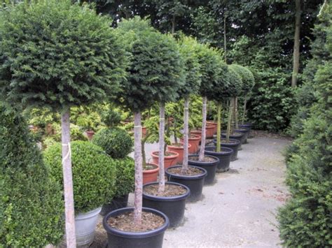 taxus baccata bol op stam taxus topiary buxusshopbe