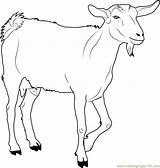 Goat Ziege Ausmalbilder Goats Ausmalbild Malvorlagen Doghousemusic sketch template