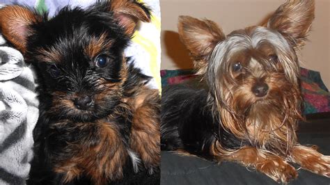 yorkie puppy growing  youtube