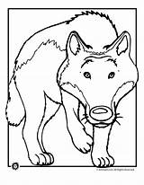 Ausmalbilder Wolves Animaljr sketch template