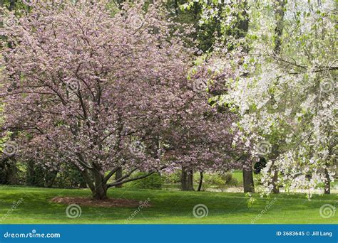 spring tree blooms stock image image  blooms scenery