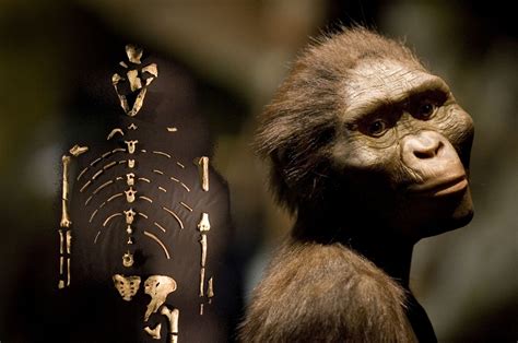 csi stone age scientists discover  ancient human ancestor lucy died