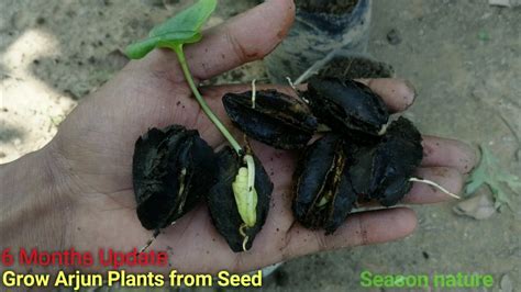 grow arjun plants  seed