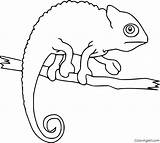 Chameleon Coloring Pages sketch template