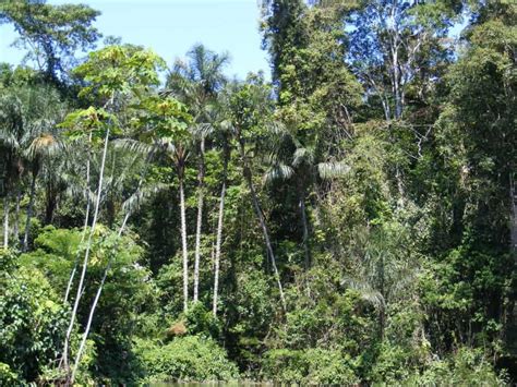 fourteen thousand plant species   discovered   amazon