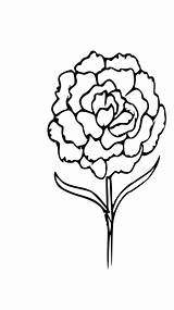 Outline Flower Carnation Coloring Svg Drawing Pixabay Tag Thanks Author Say Visit Svgsilh Info Lily Tiger sketch template