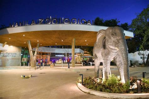renovated manila zoo  reopen     december