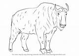 Takin Drawing Draw Step Animals Drawingtutorials101 Previous Next sketch template