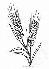 Wheat Coloring Grain Whole Template Symbol sketch template