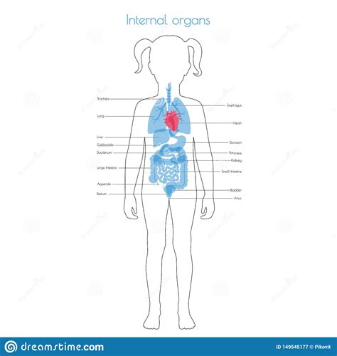 illustration of woman s internal organs image of human internal