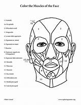 Muscles Face Coloring Facial Anatomy Pages Muscle Expression Color Printable Book Template Print Pdf Male Getcolorings sketch template