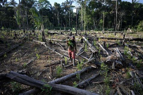 global forest destruction continues   deforestation pledge