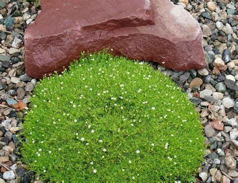 heath pearlwort irish moss sagina seeds