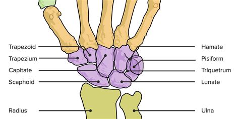 mnemonic  hand bones