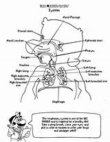 Coloring Anatomy Mario Book Doctor Deviantart sketch template