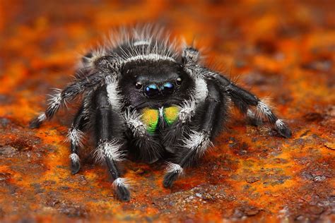 bold jumping spider   acts  part