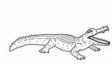 Coloring Alligator Pages Kids Printable sketch template