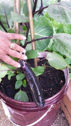 japanese eggplant growing   container plants eggplant garden