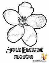 Coloring Apple Blossom Pages Flower State Michigan Drawing Maine Drawings Printable Sheets Kids Getdrawings Peach Usa Printables States Clipart Montana sketch template
