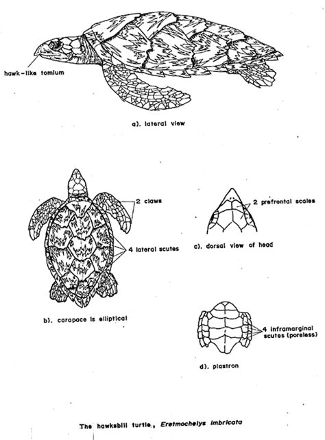 Ocean Ambassadors Turtle Biology