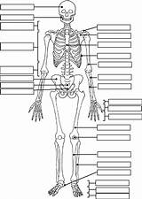 Anatomy Skeleton System Human Coloring Pages Muscular Book sketch template