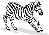 Zebra Zebras Clipartmag sketch template