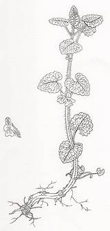 Glechoma Hederacea Ivy Ground Drawing sketch template