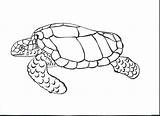 Turtle Coloring Realistic Sea Pages Leatherback Getcolorings Color sketch template