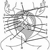 Anatomy Dissection Digestive sketch template