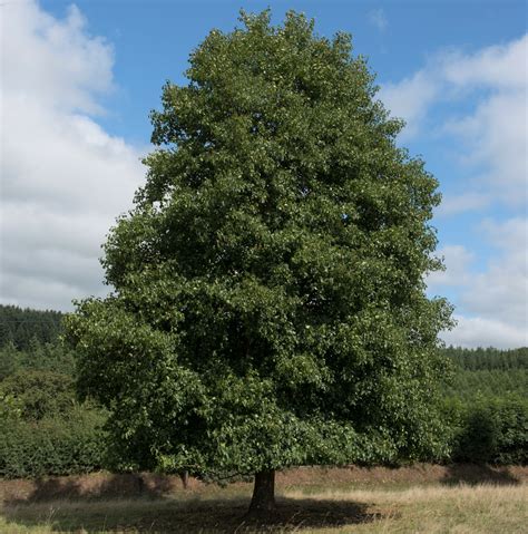 buy alnus glutinosa tree hillier trees