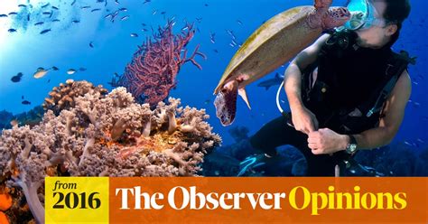 Great Barrier Reef The Scale Of Bleaching Has The Most Sober