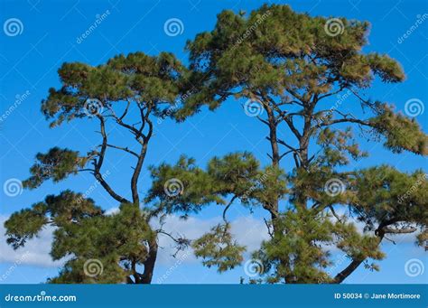 sea pines stock images image