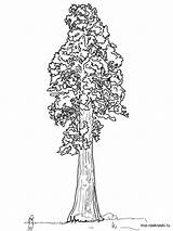 Coloring Tree Pages Sequoia Trees Printable Recommended sketch template