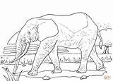 Elefante Africano Dibujos Grassland Ausmalbild Punkt Ausdrucken sketch template