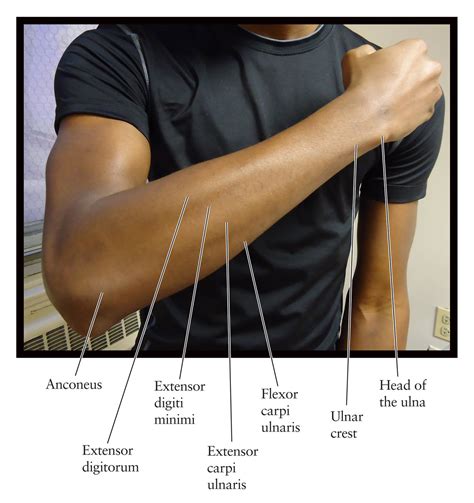 human anatomy   artist  dorsal forearm part  compartment