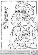 Shrew Coloring 49kb sketch template