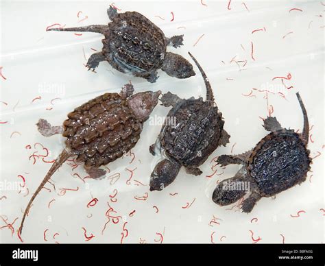 baby alligator snapping turtles macrochelys temminckii  bloodworms