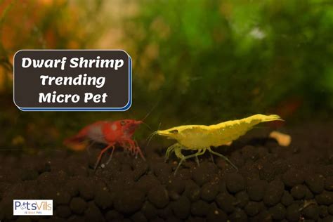 dwarf shrimp trending micro pet