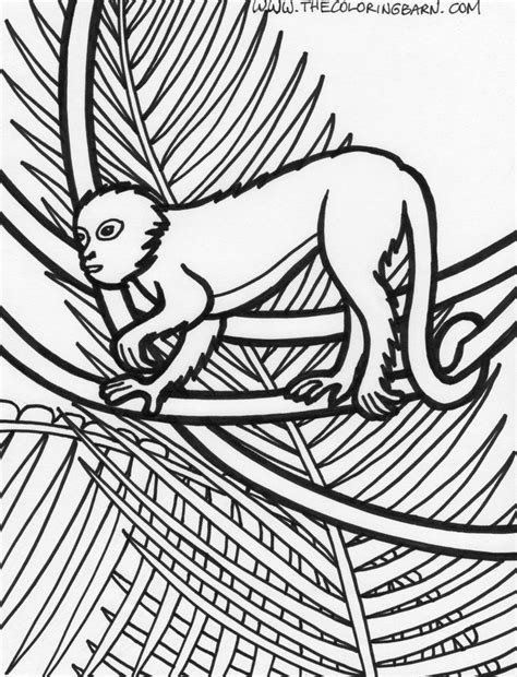colouring pages rainforest animals jungle coloring pages coloring