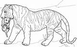 Tiger Coloring Pages Printable Cub Realistic Getdrawings Color Getcolorings Print Colorings sketch template