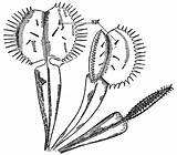 Venus Flytrap Psm Dionaea D032 Muscipula V85 Designlooter sketch template