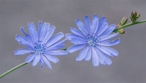 7 Dangerous Side Effects And Warnings Of Chicory