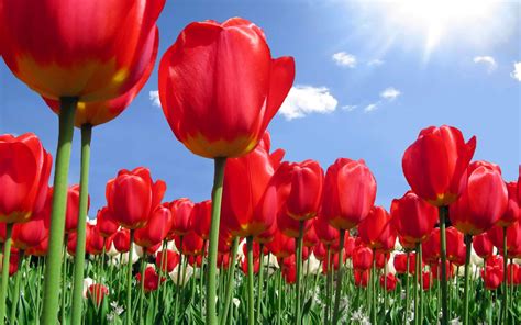tulip flower flowers world