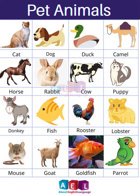 pet animal names  english  pictures learn english