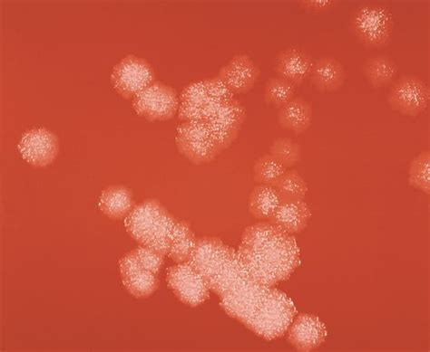 bacillus bacteria britannicacom