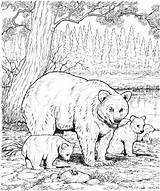 Bear Coloring Pages Bears Printable Cubs Print Animals Grizzly Baby Adults Panda Adult Hard sketch template