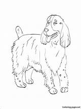 Spaniel Coloring Pages Springer Charles King Cavalier Cocker Perfect Getcolorings 83kb 750px Getdrawings English sketch template