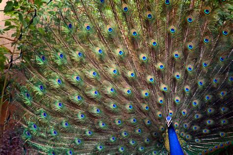 peacock national bird  india life amazing