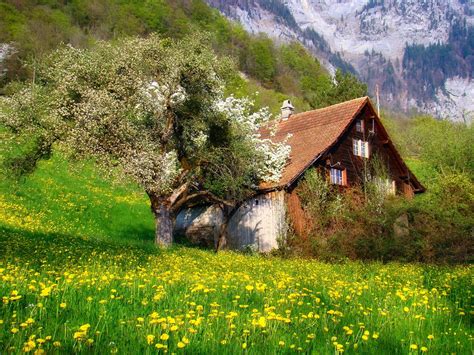 wallpaper trees landscape mountains flowers nature field photography green village