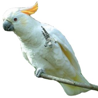 parrot png parrot transparent background page  freeiconspng